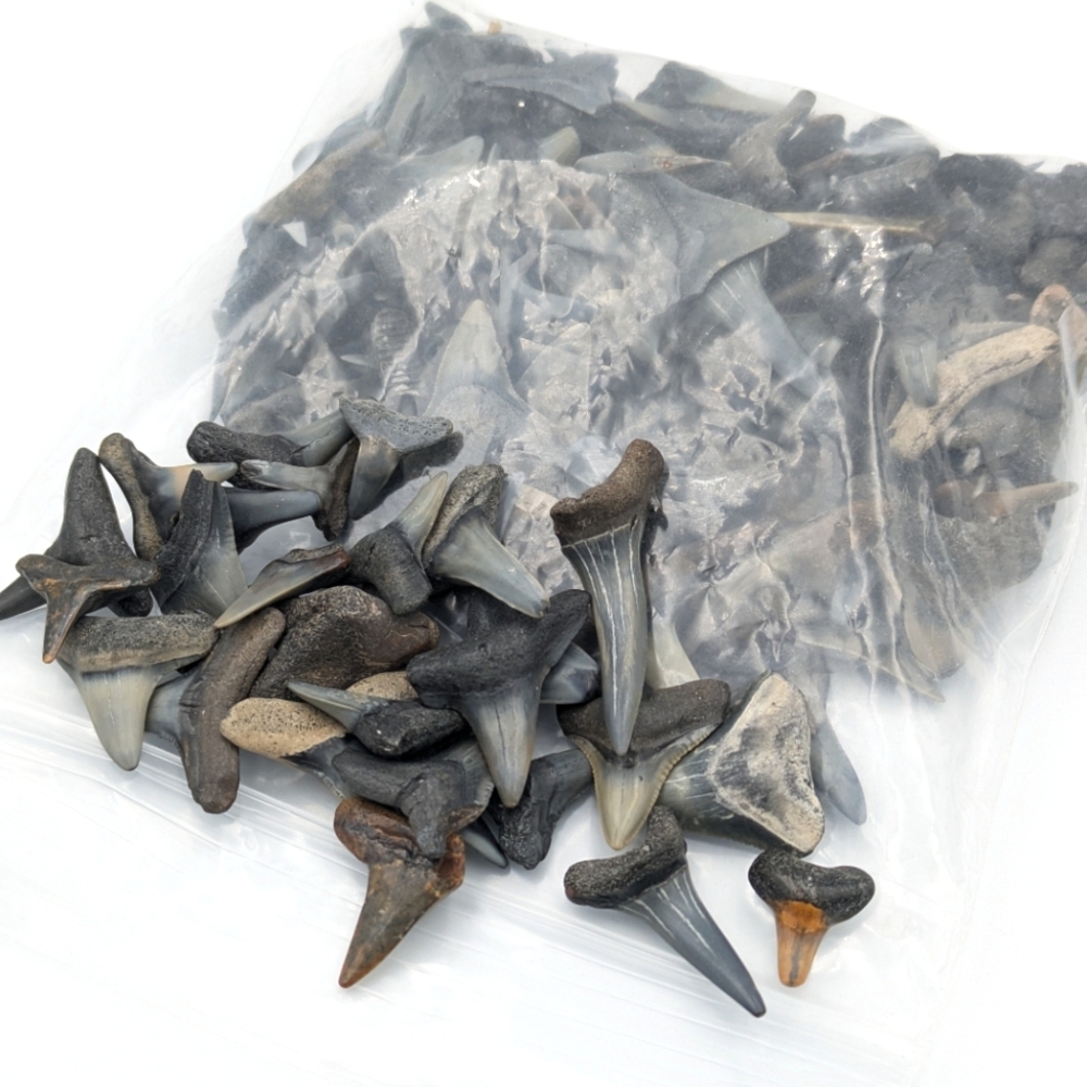 Fossil Fossiziled shark teeth lot bag (small Teeth)
